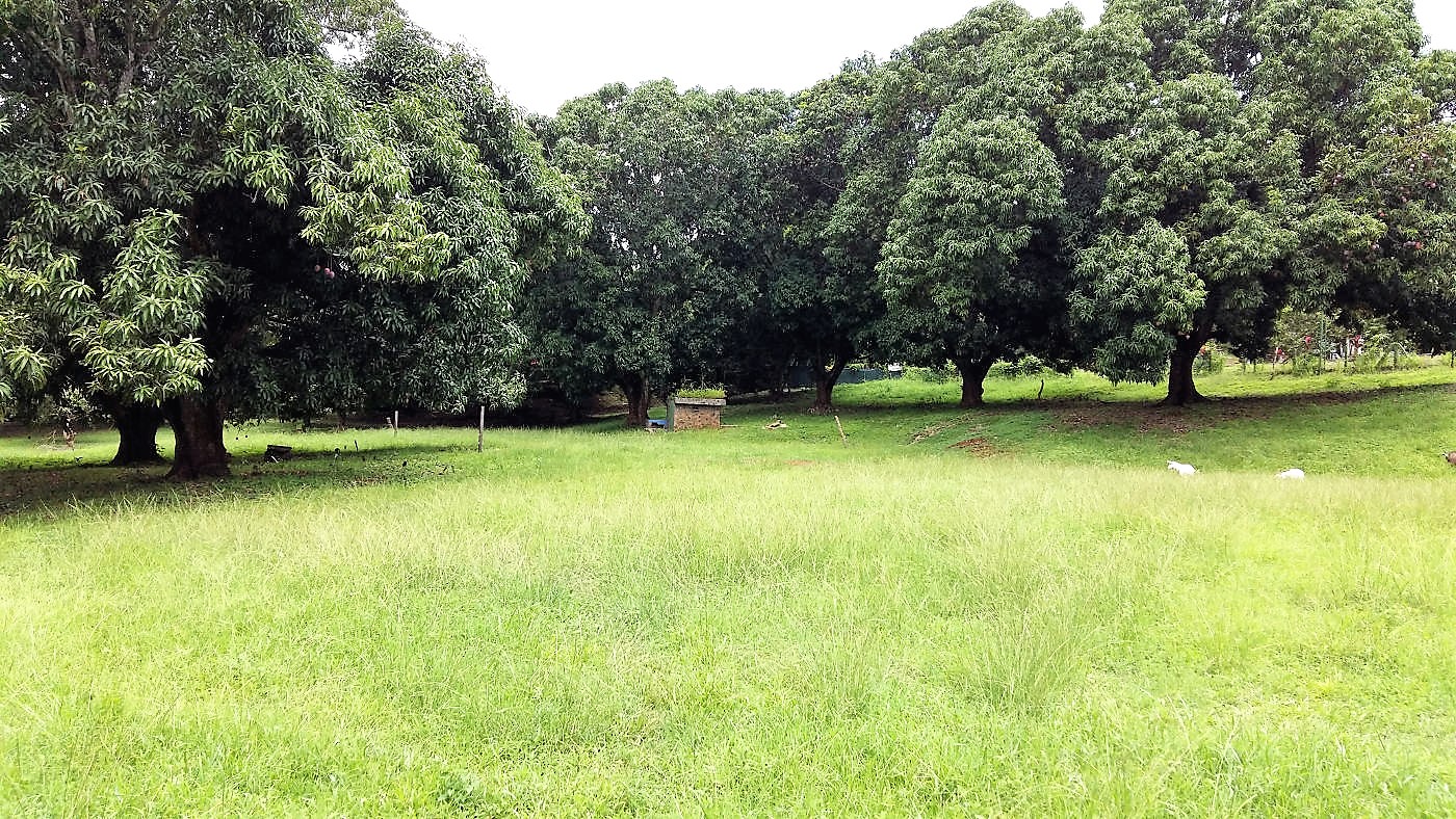 ecofriendly-house-fruit-garden